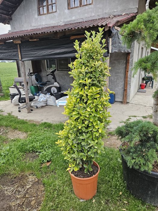 Catalpa globulara  artar