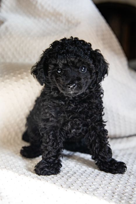 Щенки той пудели черные