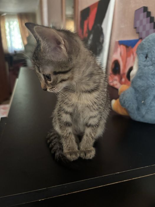 котенок котята в добрые руки