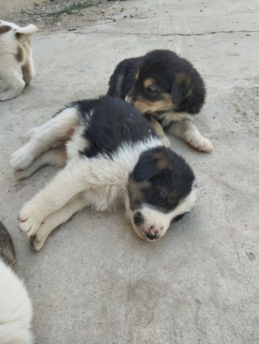 Продаются щенки т