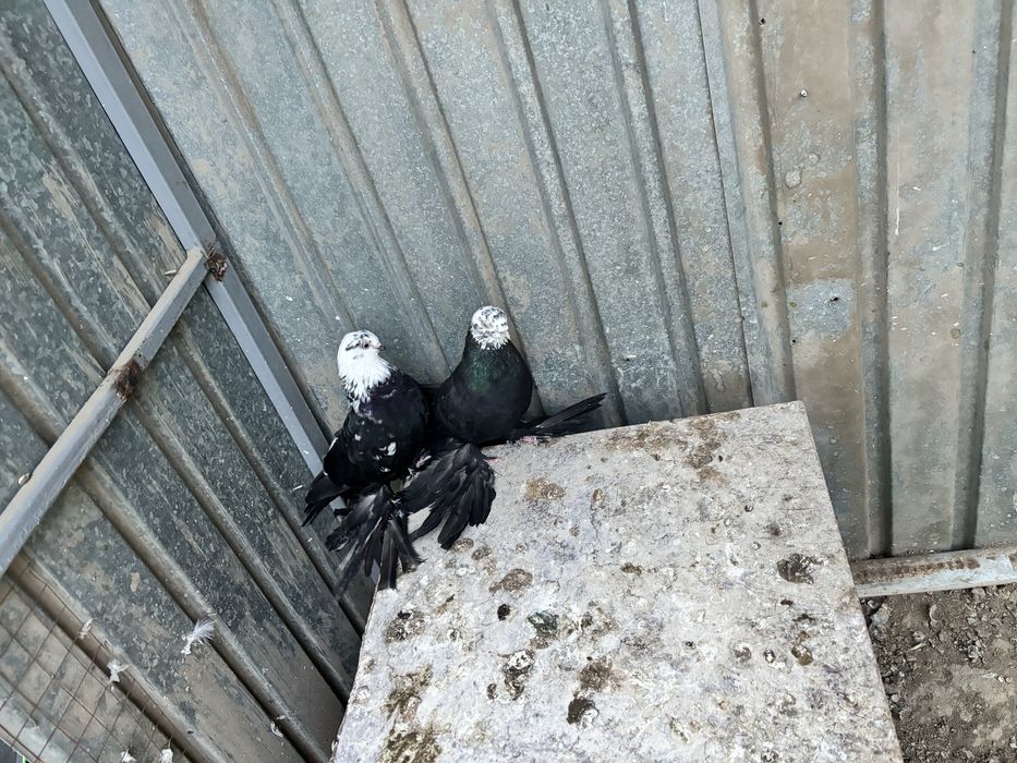 Голуби пара гульсар