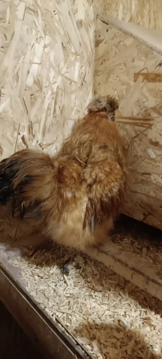 Петушок шелковой хохлатой.