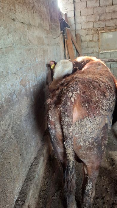 Бычки белоголовые 5голов