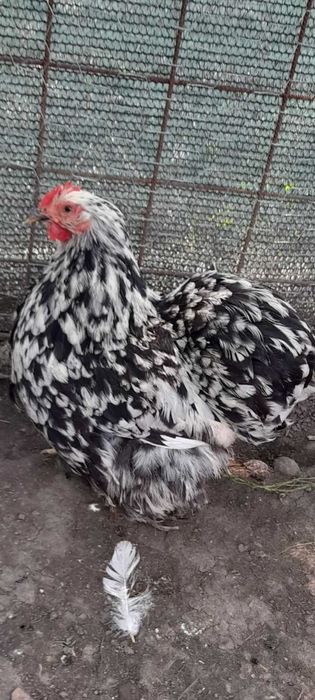 Găini cochinchina pitic