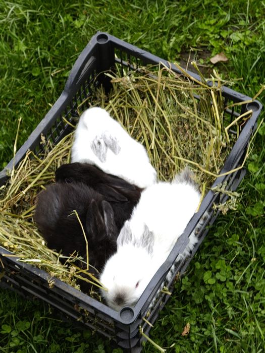 Vând iepuri californieni