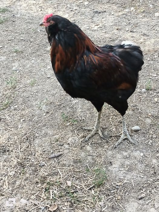 Vând cocosi araucana și american pitic