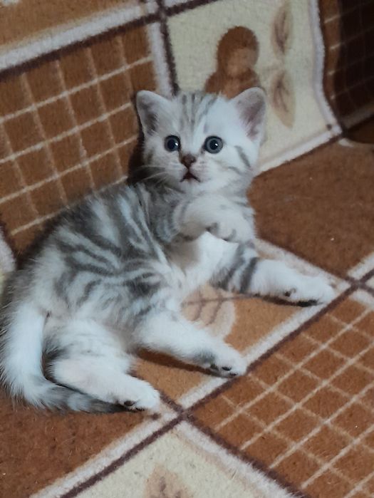 Британские.котята.
