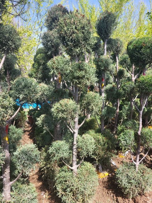 Хар хил турдаги декоратив кучатлар