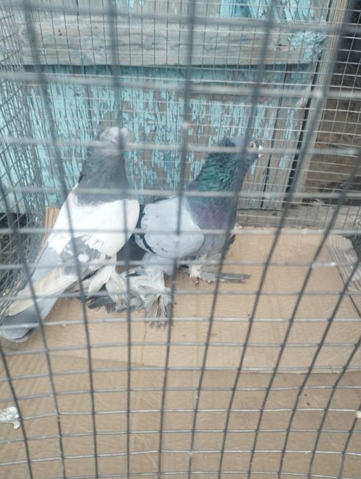 Продам самку 2025 года