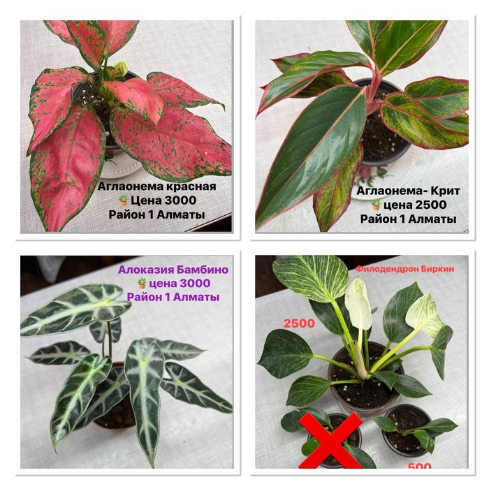 Продам комнатные цветы бегонии, олеандр