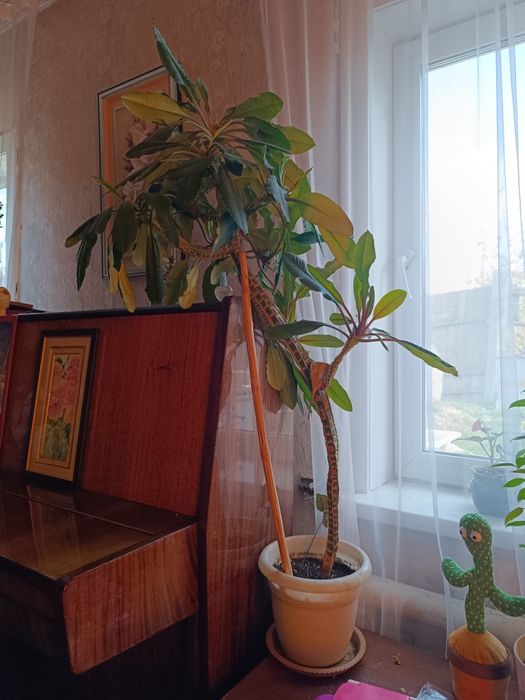 Молочай беложильчатый