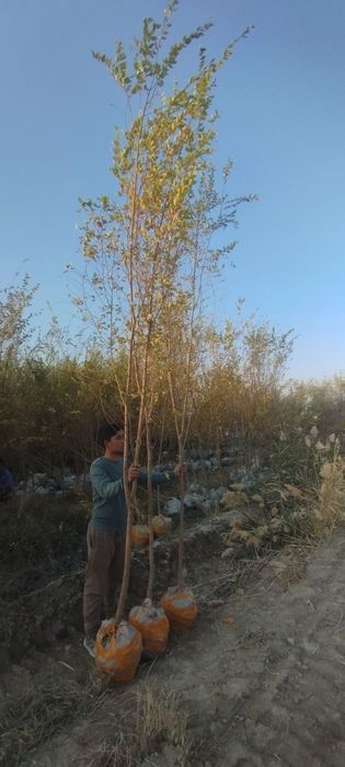 Yashil makon loyihasi