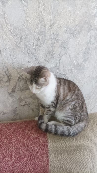 Отдам красивого котика.
