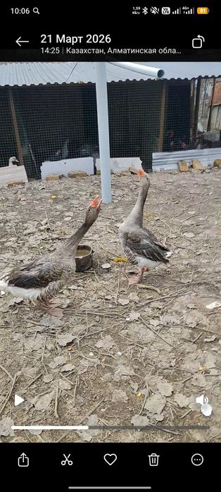 Продам селезня, гусей и попугая