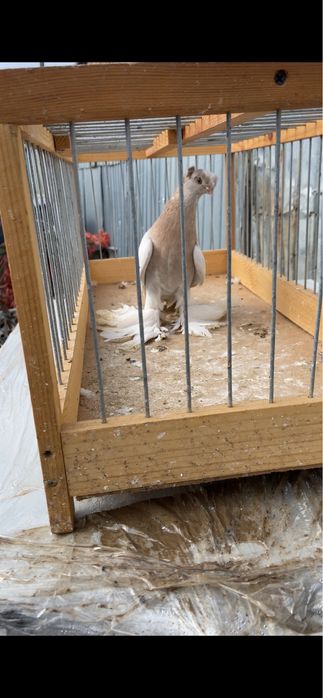 Голуби, тасманка двух чубая