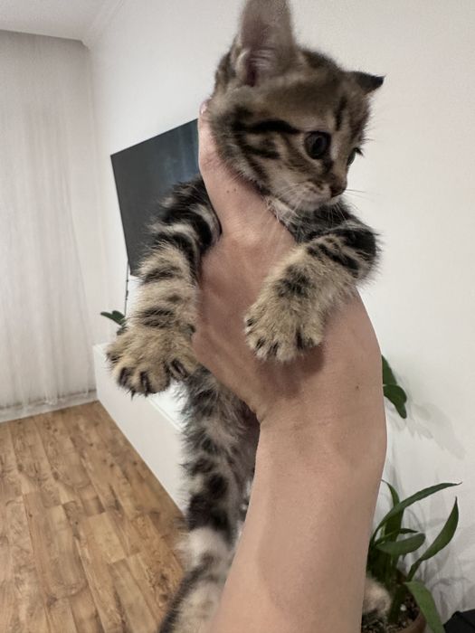 Отдам в добрые руки котят
