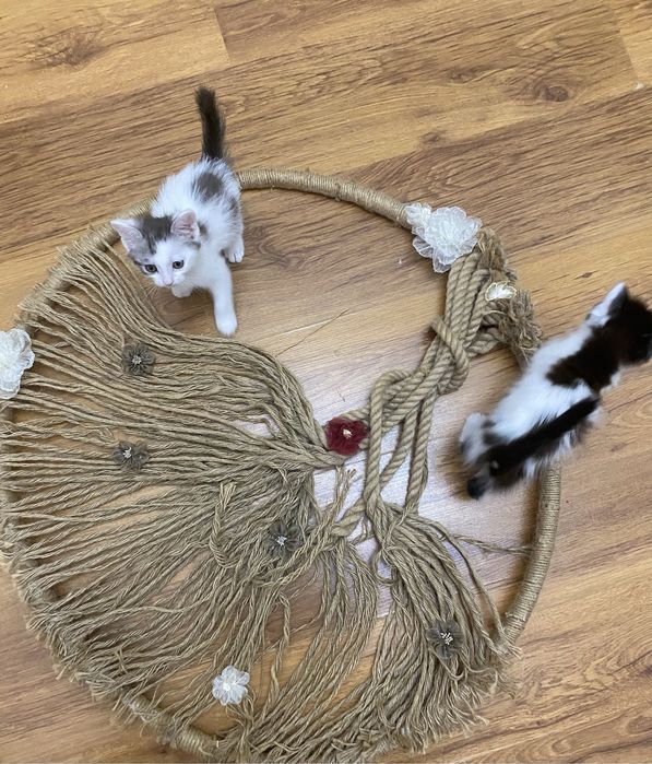 Котята два мальчика, одна девочка,  окрас далматинец)