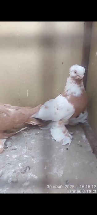 Голуби пара тттт