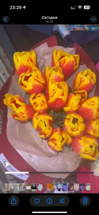 Цветы ,роза тюльпан