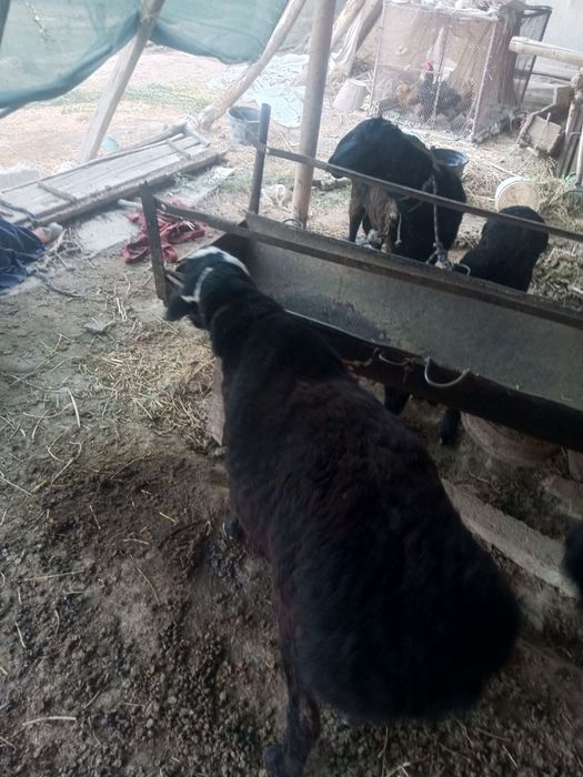 Qoʻchqor sotiladi,ikki yoshlik