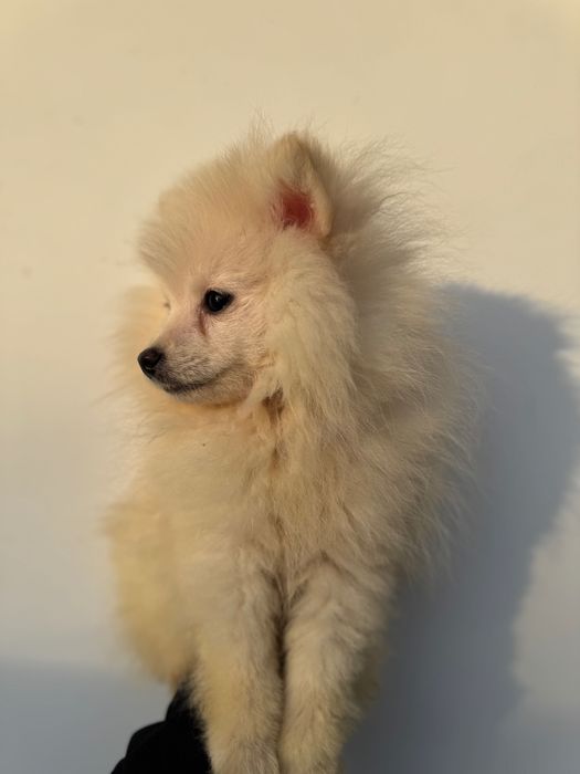 Немски шпиц мъжки