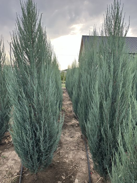 Туя Смарагд, голубой можевельник