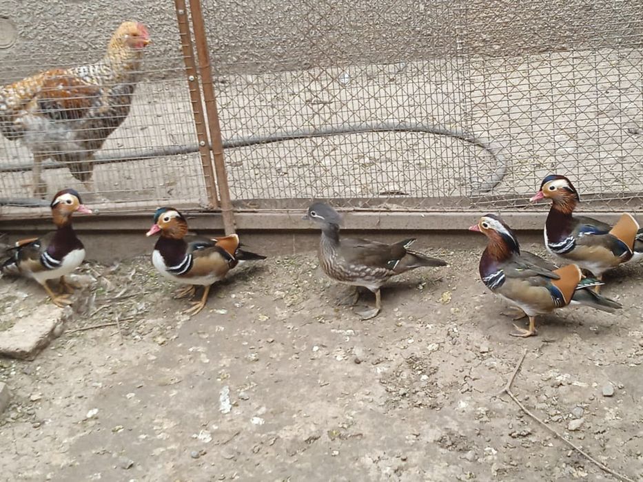 Утки мандаринки.