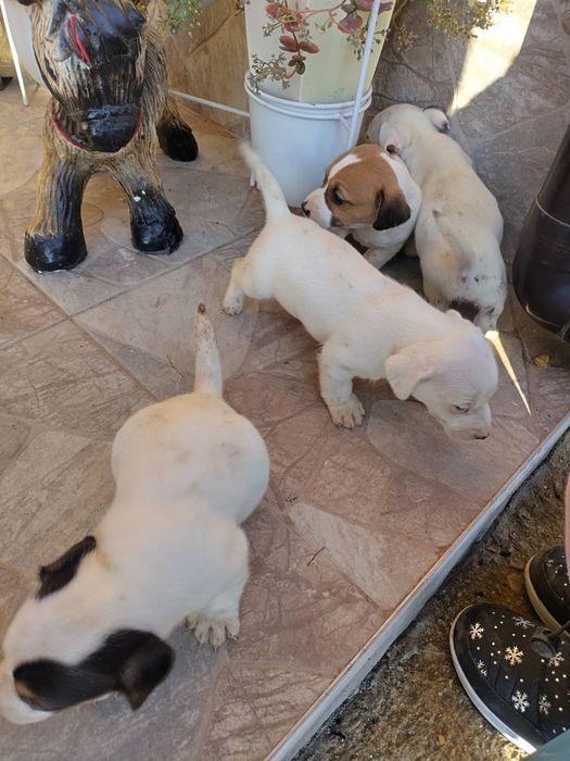 Джак Ръсел Териер мини