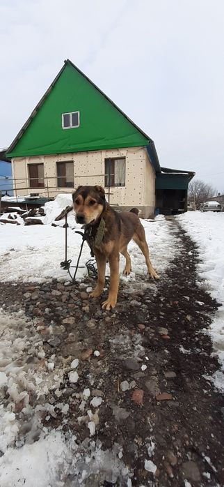 Продам щенок САО Төбет