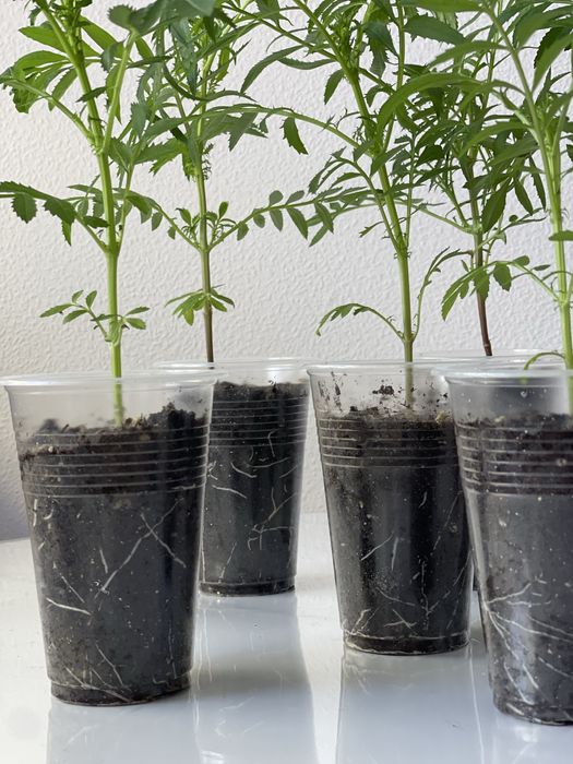 Рассада Бархатцы Ваниль