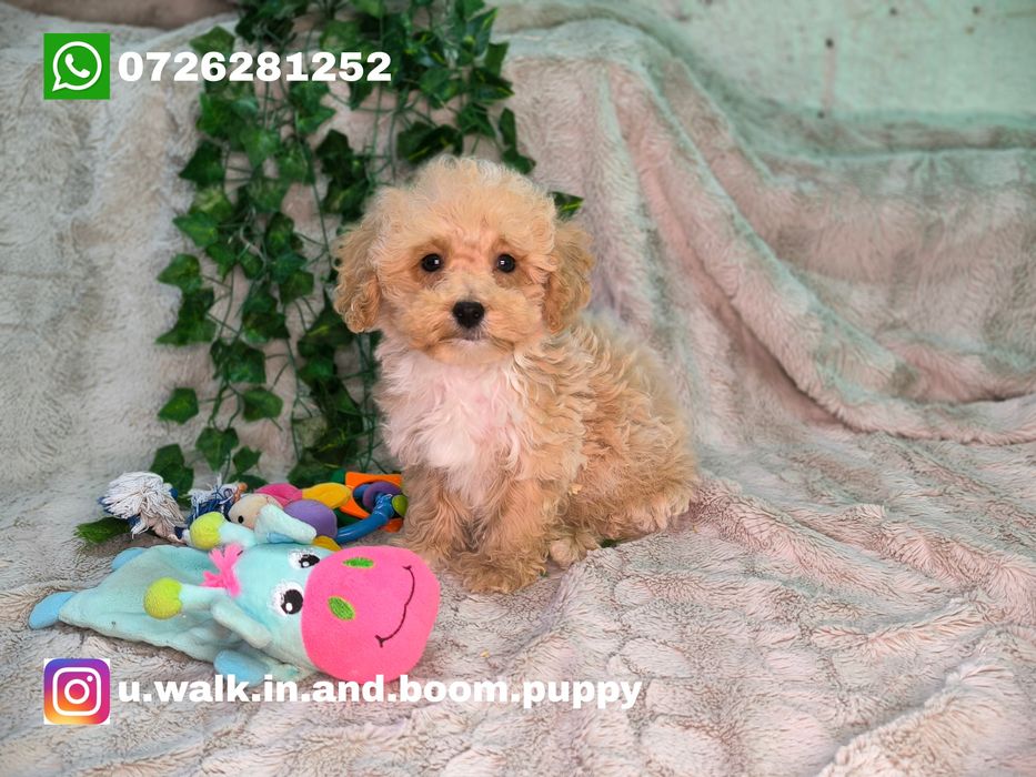 Vand baietel pudel pitic/toy