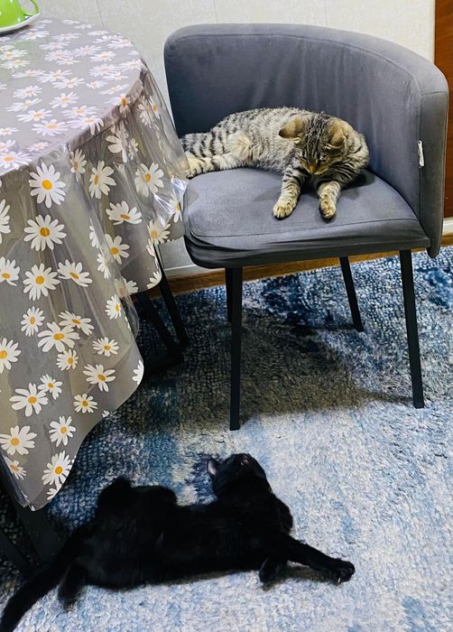 Бесплатно кастрированный котик подросток.