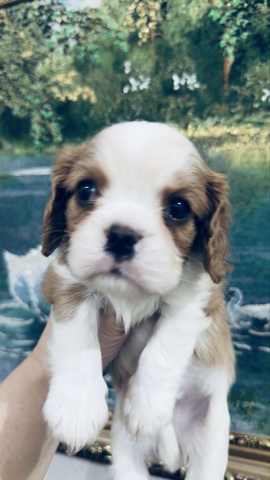 Кавалер кинг чарльз щенки фци