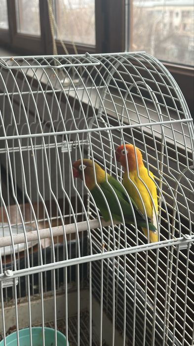 Продам пару попугаев неразлучников