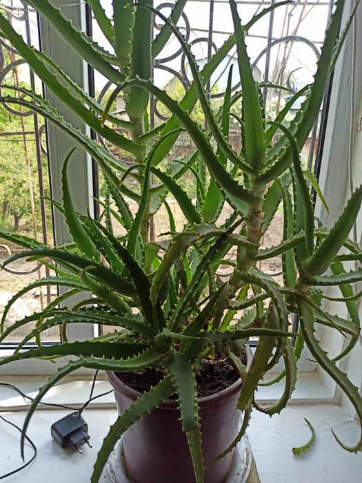 Алоэ лечебный 5-летний