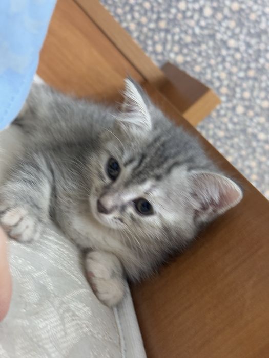 Отдадим котят в любящие руки!
