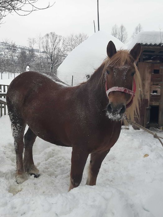 Cai de vanzare maramures