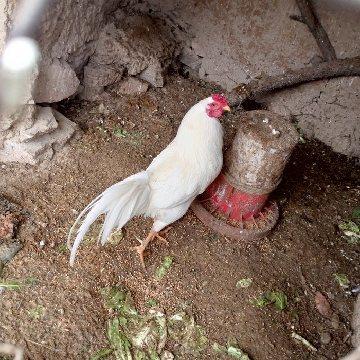 Хороз сотилади  соглом йош хороз