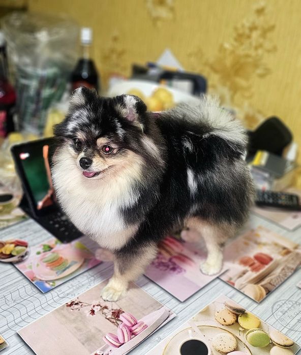 Померанский шпиц.Уступка 300$ только до 1 января!!!