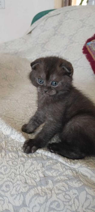 шотландский скотиш фолд