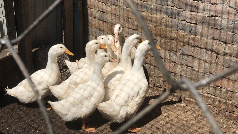 Продаю уток , индоуток ,гусей