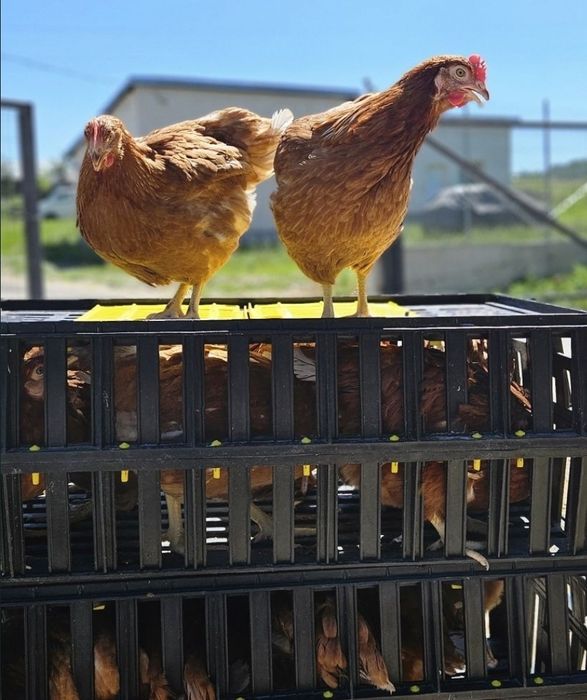 Продавам кокошки носачки ломан Браун за яйца на 1 година