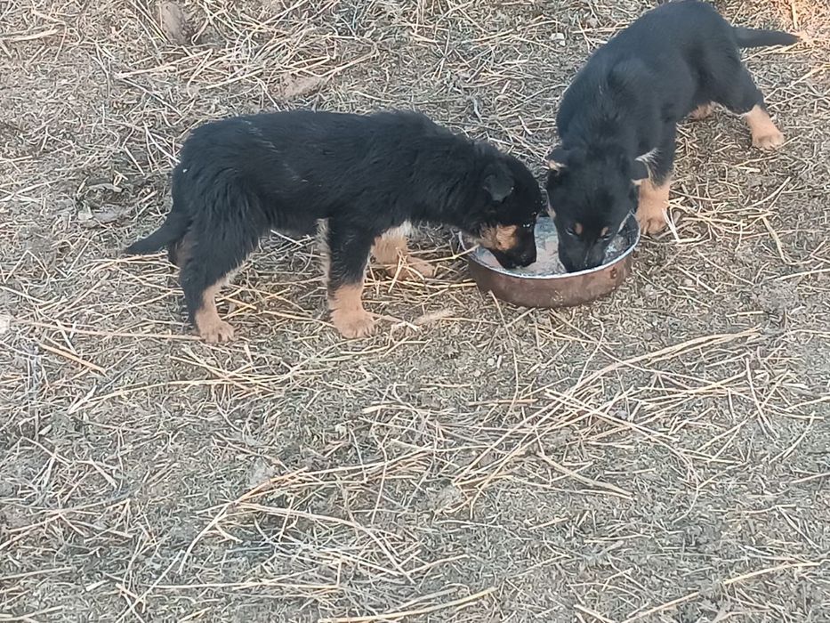 Щенки ВЕО 25000тыс