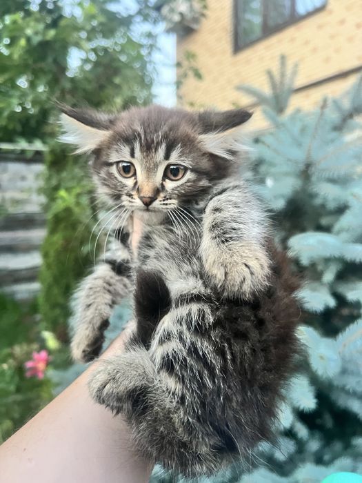 Пушистая девочка