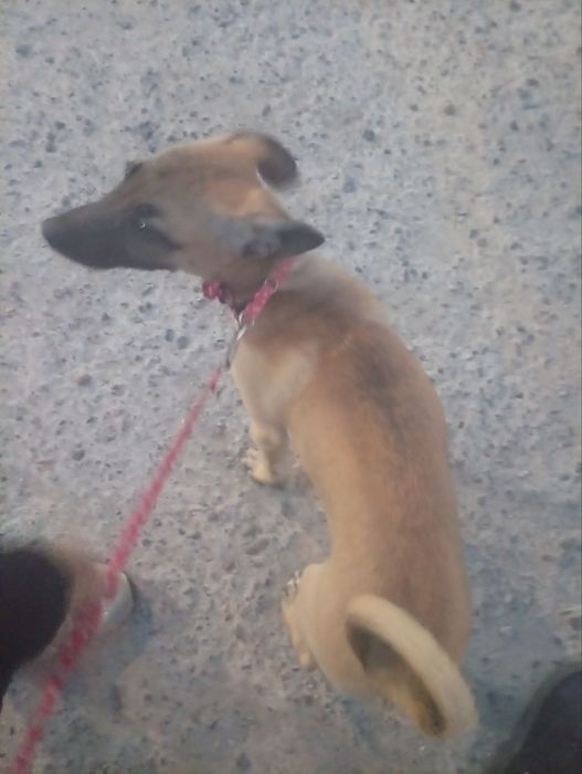 Отдадим собачку девочку в добрые руки