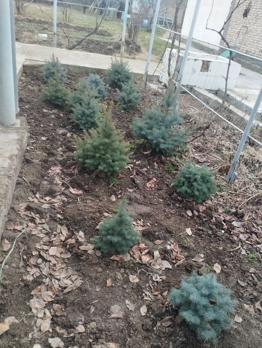 Голубая ель крымская