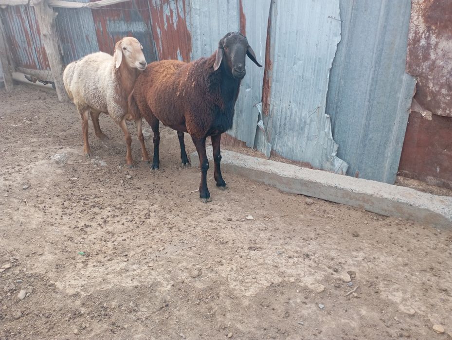 Продам кошкар срочно