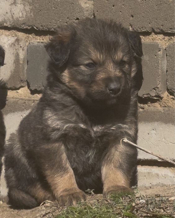 Щенки в ассортименте!))