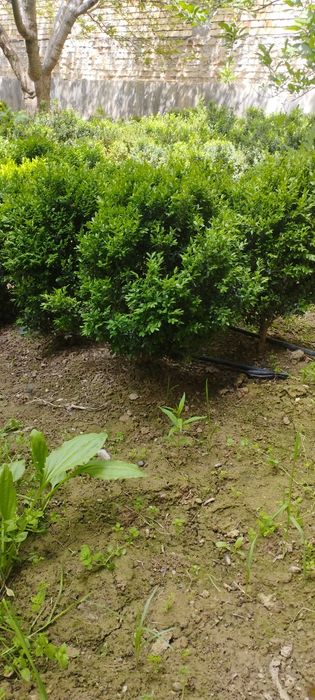 5 yillik shamshod kochatlari