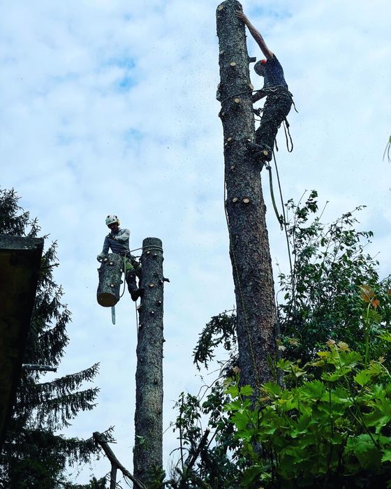 Премахване на опасни дървета, арборист, кастрене, рязане, клони
